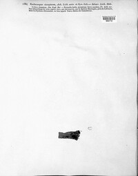 Image of Acarospora sinopica